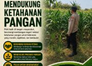 Dukung Ketahanan Pangan, Anggota Polsek Bancar Turun Langsung Bantu Warga Desa Ngampelrejo Panen Jagung