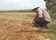 Polri Dukung Astacita, Polsek jenu Polres Tuban Turun Cek Tanaman Jagung Warga di Desa Kaliuntu