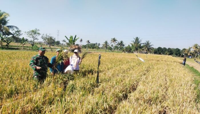 Di Tengah Sawah, Babinsa Ukur Harapan Petani