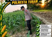 Polsek Bangilan Perkuat Ketahanan Pangan melalui Monitoring Tanaman Jagung