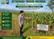 Polsek Montong Polresta Tuban Turun Cek Tanaman jagung Warga di Desa Pakel