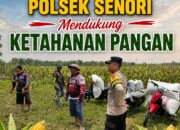 Anggota Bhabinkamtibmas Polsek Senori Polresta Tuban Turun ke ladang, Bantu Warga Desa Jatisari Panen Jagung