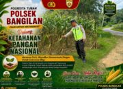 Polsek Bangilan Dukung Ketahanan Pangan Nasional Melalui Monitoring Tanaman Jagung