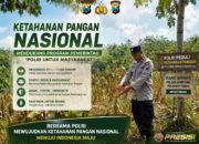 Polsek Montong Polresta Tuban Turun Cek Tanaman jagung Warga di Desa Ngulahan