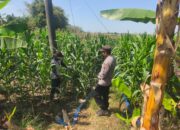 DALAM RANGKA MENDUKUNG PROGRAM KETAHANAN PANGAN, ANGGOTA POLSEK PARENGAN POLRESTA TUBAN SAMBANGI PETANI JAGUNG DI DESA SUKOREJO KEC. PARENGAN.