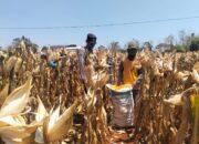 Mendukung Program Ketahanan Pangan, Bhabinkamtibmas Pendampingan Petani Panen Jagung