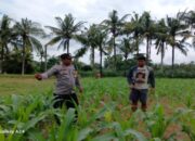 Dorong Ketahanan Pangan, Bhabinkamtibmas Polsek Gerung Edukasi Petani di Desa Giri Tembesi