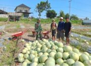 Pendampingan Babinsa Perkuat Harapan Petani Semangka di Desa Anyar