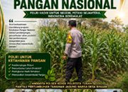 “ANGGOTA POLSEK KEREK POLRESTA TUBAN PANTAU PERTUMBUHAN TANAMAN JAGUNG WARGA DESA BINAAN”