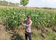 Polsek Tambakboyo Dukung Diversifikasi Pangan, Bhabinkamtibmas Tinjau Panen Singkong dan Jagung Warga
