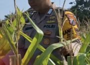Mendukung Program Ketahanan Pangan, Bhabinkamtibmas Monitoring Pertumbuhan Jagung