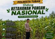 Anggota Polsek Singgahan Polresta Tuban Turun Cek Tanaman jagung Warga di Desa Mulyoagung