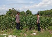 Polsek Tambakboyo Monitoring Lahan Jagung, Pastikan Ketahanan Pangan di Wilayah Tetap Aman