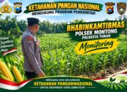 Polsek Montong Polresta Tuban Turun Cek Tanaman jagung Warga di Desa Pakel
