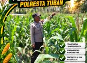 Bhabinkamtibmas Polsek Bangilan Monitoring Tanaman Jagung, Dukung Ketahanan Pangan