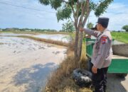 Dukung Ketahanan Pangan, Personel Polsek Bancar Monitoring Lahan Jagung Milik Warga Desa Bulujowo