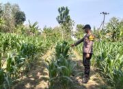 DUKUNG PROGRAM ASTACITA, BHABINKAMTIBMAS DESA PACING POLSEK PARENGAN POLRESTA TUBAN LAKSANAKAN SAMBANG TANAMAN JAGUNG MILIK PETANI DI DESA PACING KEC. PARENGAN.