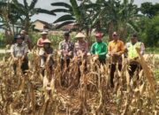 Polri Dukung Astacita, Polsek jenu Polres Tuban Turun Cek Tanaman Jagung Warga di Desa Beji