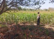 Polsek Jatirogo Turun ke Lahan produktif Desa Sidomulyo Wujudkan Dukungan Astacita Swasembada Pangan