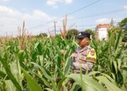 Dukung Astacita Presiden RI, Bhabinkamtibmas Polsek Kenduruan Polresta Tuban Turun Langsung Mengecek Tanaman Jagung Warga .
