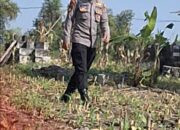 Mendukung Program Ketahanan Pangan, Bhabinkamtibmas Monitoring Pertumbuhan Jagung