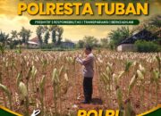 Polsek Tuban Pantau Lahan Jagung, Dukung Ketahanan Pangan Berkelanjutan
