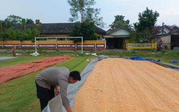 Dukung Ketahanan Pangan Nasional, Bripda Dodi Monitoring Hasil Panen Jagung di Desa Tergambang