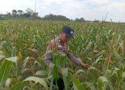 Dukung Astacita Presiden, Petugas Polmas Polsek Kenduruan Polresta Tuban Cek Langsung Lahan Jagung Warga