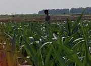 Mendukung Program Ketahanan Pangan, Bhabinkamtibmas Monitoring Pertumbuhan Jagung