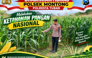 Polsek Montong Polresta Tuban Turun Cek Tanaman jagung Warga di Desa Pakel