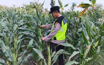 Polri Dukung Astacita, Polsek jenu Polres Tuban Turun Cek Tanaman Jagung Warga di Desa mentoso