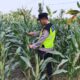 Polri Dukung Astacita, Polsek jenu Polres Tuban Turun Cek Tanaman Jagung Warga di Desa mentoso