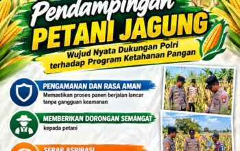 Mendukung Program Ketahanan Pangan, Bhabinkamtibmas Monitoring Pertumbuhan Jagung