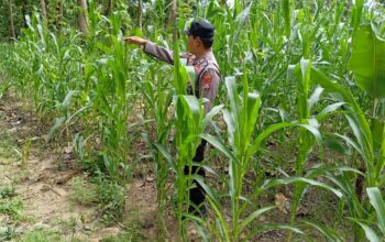 Cek Langsung ke Lahan, Polsek Tambakboyo Dukung Ketahanan Pangan Jagung di Tuban