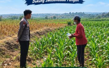 Anggota Polsek Singgahan Polresta Tuban Turun Cek Tanaman jagung Warga di Desa Mulyoagung
