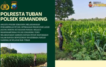 Polri Dukung Astacita, Polsek Semanding Polresta Tuban Turun Cek Tanaman jagung milik Warga di Desa Sambongrejo