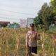 Dukung Ketahanan Pangan Nasional, Bhabinkamtibmas Polsek Kenduruan Polresta Tuban Cek Perkembangan Tanaman Jagung Warga