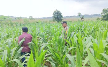 ANGGOTA POLSEK GRABAGAN SAMBANG DESA BINAAN, PANTAU LAHAN JAGUNG DAN MEMASTIKAN SISTEM IRIGASI MASIH LANCAR