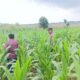 ANGGOTA POLSEK GRABAGAN SAMBANG DESA BINAAN, PANTAU LAHAN JAGUNG DAN MEMASTIKAN SISTEM IRIGASI MASIH LANCAR
