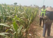 Polisi Polsek jenu Polres Tuban Turun ke Ladang, Dampingi Petani Jagung Dukung Ketahanan Pangan