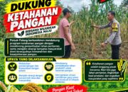 Dukung Astacita, Polsek Palang Polresta Tuban Pantau Langsung Lahan Jagung milik warga Desa Dawung