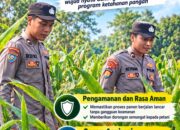 Polri Dukung Astacita, Polsek Semanding Polresta Tuban Turun Cek Tanaman jagung milik Warga di Desa Jadi