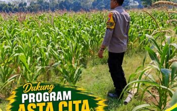 POLSEK KEREK POLRESTA TUBAN DUKUNG PROGRAM ASTA CITA MELALUI PENDAMPINGAN PETANI JAGUNG