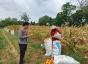 BRIPDA SHANDY MONITORING PANEN JAGUNG DI BANCAR, DUKUNG KETAHANAN PANGAN