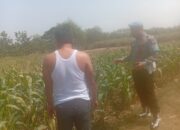 Dukung Asta Cita Presiden, Polsek Kenduruan Polresta Tuban Perkuat Ketahanan Pangan Melalui Pendampingan Petani Jagung