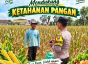 Anggota Bhabinkamtibmas Polsek Senori Polresta Tuban Turun ke Ladang Bantu Warga Desa Jatisari Panen Jagung