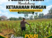 Polsek Tuban Pantau Lahan Jagung, Dukung Program Ketahanan Pangan Nasional