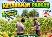 Unit Binmas Polsek Senori Polresta Tuban Memantau Tanaman Jagung Milik Warga Desa Sendang Kecamatan Senori Guna Mendukung Program Ketahanan Pangan