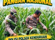 Dukung Ketahanan Pangan Nasional, Polsek Kenduruan Polresta Tuban Pantau Perkembangan Tanaman Jagung Warga