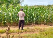 Polsek Plumpang Polresta Tuban Turun Langsung Cek Tanaman Jagung Warga